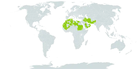 Calligonum comosum l'hér. world distribution map, present in Afghanistan, United Arab Emirates, Bahrain, Algeria, Egypt, Iran (Islamic Republic of), Iraq, Israel, Kuwait, Libya, Morocco, Mali, Mauritania, Oman, Pakistan, Qatar, Saudi Arabia, Sudan, Chad, Tunisia, and Yemen