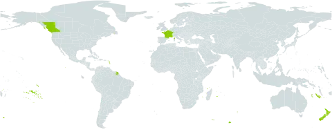 Callitriche hamulata world distribution map, present in Canada, France, and New Zealand