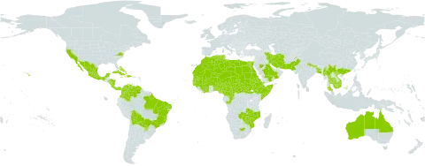 Calotropis procera world distribution map, present in Afghanistan, Anguilla, Antigua and Barbuda, Australia, Benin, Bonaire, Sint Eustatius and Saba, Burkina Faso, Bangladesh, Bahamas, Bolivia (Plurinational State of), Brazil, Central African Republic, China, Côte d'Ivoire, Cameroon, Congo, Colombia, Cabo Verde, Costa Rica, Cuba, Cayman Islands, Djibouti, Dominican Republic, Algeria, Egypt, Eritrea, Spain, Ethiopia, Guinea, Guadeloupe, Gambia, Guinea-Bissau, Equatorial Guinea, Honduras, Haiti, India, Iran (Islamic Republic of), Israel, Jamaica, Cambodia, Kuwait, Libya, Sri Lanka, Morocco, Mexico, Mali, Myanmar, Mozambique, Mauritania, Montserrat, Martinique, Malawi, Niger, Nigeria, Nicaragua, Nepal, Oman, Pakistan, Panama, Puerto Rico, Paraguay, Qatar, Saudi Arabia, Sudan, Senegal, Somalia, South Sudan, Turks and Caicos Islands, Chad, Togo, Thailand, Trinidad and Tobago, Tunisia, United States of America, Saint Vincent and the Grenadines, Venezuela (Bolivarian Republic of), Viet Nam, Yemen, South Africa, Zambia, and Zimbabwe