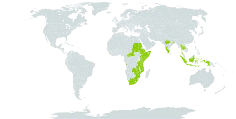Calpurnia aurea world distribution map, present in Angola, Central African Republic, Ethiopia, Indonesia, India, Kenya, Sri Lanka, Mozambique, Sudan, Somalia, Thailand, Tanzania, United Republic of, Uganda, South Africa, Zambia, and Zimbabwe