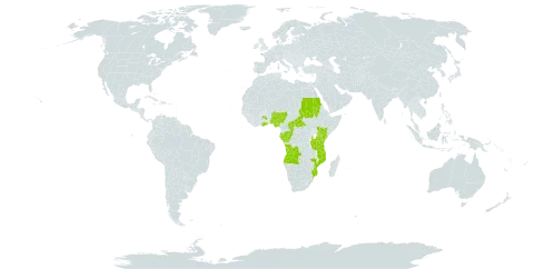 Calycosiphonia world distribution map, present in Angola, Central African Republic, Congo, Gabon, Ghana, Kenya, Mozambique, Nigeria, Sudan, Tanzania, United Republic of, and Uganda