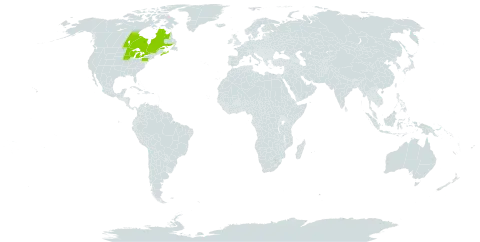 Calystegia spithamaea subsp. stans world distribution map, present in Canada and United States of America