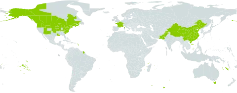 Camelina sativa world distribution map, present in Australia, Canada, China, France, India, Pakistan, and United States of America