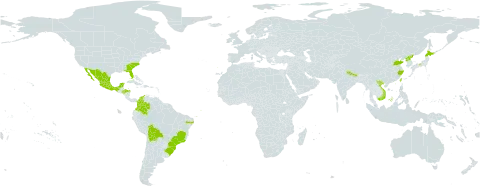 Camellia japonica world distribution map, present in Bolivia (Plurinational State of), Brazil, China, Colombia, Honduras, Japan, Mexico, Nepal, Korea (Democratic People's Republic of), Portugal, Sao Tome and Principe, Taiwan, Province of China, United States of America, and Viet Nam