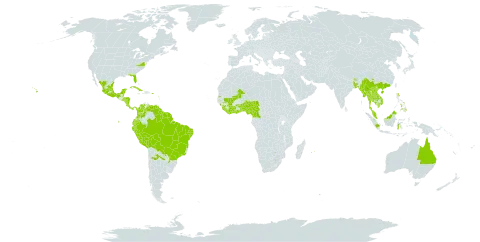 Camonea umbellata world distribution map, present in Argentina, Antigua and Barbuda, Australia, Benin, Burkina Faso, Bangladesh, Belize, Bolivia (Plurinational State of), Brazil, Barbados, Bhutan, China, Côte d'Ivoire, Cameroon, Colombia, Costa Rica, Cuba, Cayman Islands, Dominica, Ecuador, Fiji, Ghana, Guinea, Guadeloupe, Gambia, Equatorial Guinea, Grenada, French Guiana, Guyana, Honduras, Indonesia, India, Jamaica, Cambodia, Lao People's Democratic Republic, Liberia, Saint Lucia, Sri Lanka, Mexico, Mali, Myanmar, Montserrat, Martinique, Mauritius, Malaysia, Nigeria, Nicaragua, Nepal, Panama, Peru, Philippines, Puerto Rico, Paraguay, Réunion, Singapore, Sierra Leone, El Salvador, Suriname, Seychelles, Togo, Thailand, Trinidad and Tobago, Tanzania, United Republic of, United States of America, Saint Vincent and the Grenadines, Venezuela (Bolivarian Republic of), and Viet Nam