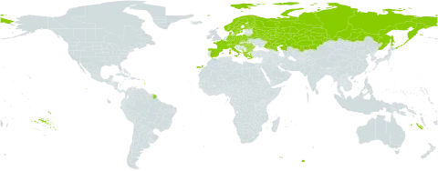 Campanula cervicaria world distribution map, present in Albania, Austria, Bulgaria, Belarus, Switzerland, Czech Republic, Germany, Denmark, Spain, Finland, France, Greece, Hungary, Italy, Kazakhstan, Montenegro, Norway, Poland, Romania, Russian Federation, and Sweden