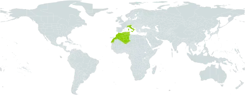 Campanula dichotoma world distribution map, present in Algeria, Italy, Morocco, and Tunisia