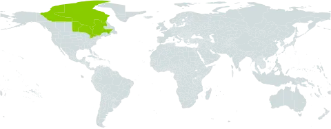 Campanula gieseckeana world distribution map, present in Canada and France