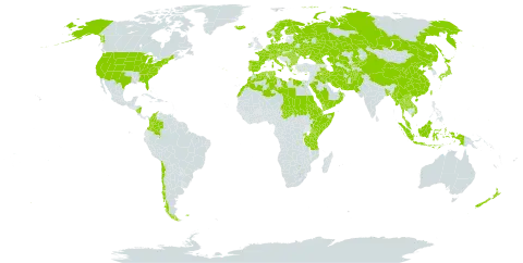 Campanula world distribution map, present in Afghanistan, Åland Islands, Albania, Austria, Bangladesh, Bulgaria, Belarus, Switzerland, Chile, China, Colombia, Cyprus, Czech Republic, Germany, Djibouti, Denmark, Algeria, Egypt, Eritrea, Spain, Ethiopia, Finland, Falkland Islands (Malvinas), France, Micronesia (Federated States of), Georgia, Greece, Hungary, Indonesia, Ireland, Iran (Islamic Republic of), Iraq, Iceland, Italy, Japan, Kazakhstan, Kenya, Kyrgyzstan, Lao People's Democratic Republic, Libya, Morocco, Myanmar, Montenegro, Malaysia, Nicaragua, Netherlands, Norway, Nepal, New Zealand, Oman, Pakistan, Palau, Poland, Korea (Democratic People's Republic of), Portugal, Romania, Russian Federation, Rwanda, Saudi Arabia, Sudan, Singapore, Svalbard and Jan Mayen, Somalia, Sweden, Turks and Caicos Islands, Chad, Thailand, Turkmenistan, Tunisia, Taiwan, Province of China, Tanzania, United Republic of, Uganda, Ukraine, United States of America, Uzbekistan, Viet Nam, and Yemen