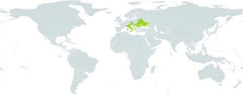 Campanula moravica world distribution map, present in Albania, Austria, Belarus, Czech Republic, Hungary, Italy, Romania, and Ukraine