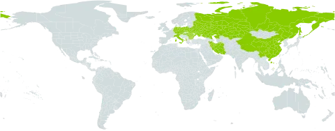 Campanula sibirica world distribution map, present in Albania, Austria, Bulgaria, Belarus, China, Czech Republic, Germany, Hungary, Iran (Islamic Republic of), Italy, Kazakhstan, Poland, Romania, Russian Federation, Turks and Caicos Islands, and Ukraine