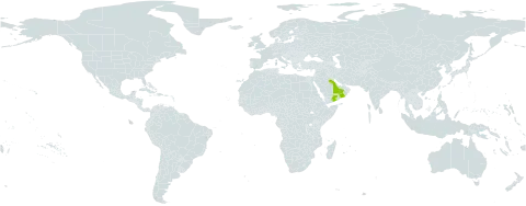 Campylanthus pungens world distribution map, present in Oman, Saudi Arabia, and Yemen