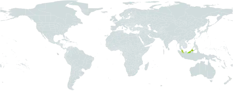 Canarium trigonum world distribution map, present in Indonesia and Malaysia