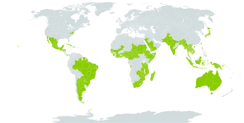 Canavalia africana world distribution map, present in Angola, Argentina, Australia, Burundi, Benin, Bonaire, Sint Eustatius and Saba, Bangladesh, Brazil, Bhutan, Central African Republic, China, Côte d'Ivoire, Cameroon, Cuba, Ethiopia, Ghana, Guinea, Guadeloupe, Guinea-Bissau, Guatemala, Honduras, Haiti, Indonesia, India, Jamaica, Japan, Kenya, Cambodia, Lao People's Democratic Republic, Sri Lanka, Madagascar, Mexico, Mali, Myanmar, Mozambique, Mauritius, Malawi, Malaysia, Nigeria, Nepal, Pakistan, Panama, Philippines, Papua New Guinea, Paraguay, Rwanda, Saudi Arabia, Sudan, Senegal, Singapore, Sierra Leone, Somalia, Suriname, Seychelles, Chad, Togo, Thailand, Taiwan, Province of China, Tanzania, United Republic of, Uganda, United States of America, Viet Nam, Yemen, South Africa, Zambia, and Zimbabwe