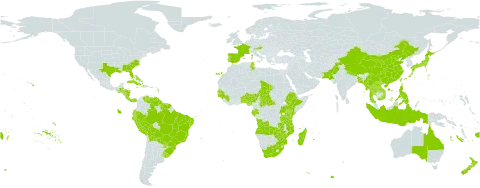 Canna indica world distribution map, present in Angola, Åland Islands, Andorra, Australia, Austria, Benin, Bangladesh, Bahamas, Belize, Bermuda, Bolivia (Plurinational State of), Brazil, Central African Republic, China, Cook Islands, Costa Rica, Cuba, Dominica, Ecuador, Spain, Ethiopia, Fiji, France, Gabon, Guinea, Gambia, Guinea-Bissau, Guatemala, Guyana, Honduras, Haiti, Indonesia, Jamaica, Japan, Kenya, Lao People's Democratic Republic, Madagascar, Myanmar, Mozambique, Norfolk Island, Nigeria, Nicaragua, Nepal, New Zealand, Pakistan, Panama, Peru, Philippines, Puerto Rico, Portugal, Paraguay, Senegal, Suriname, Chad, Togo, Thailand, Tonga, Tunisia, Taiwan, Province of China, Tanzania, United Republic of, Uganda, Uruguay, United States of America, Venezuela (Bolivarian Republic of), Viet Nam, Wallis and Futuna, Samoa, South Africa, Zambia, and Zimbabwe