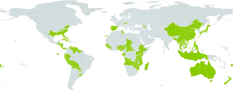 Canna world distribution map, present in Angola, Åland Islands, Andorra, Australia, Austria, Benin, Bangladesh, Bahamas, Belize, Bermuda, Bolivia (Plurinational State of), Central African Republic, China, Cook Islands, Costa Rica, Cuba, Dominica, Ecuador, Spain, Ethiopia, Fiji, Gabon, Georgia, Guinea, Gambia, Guinea-Bissau, Guatemala, Guyana, Honduras, Haiti, Indonesia, Jamaica, Japan, Kenya, Lao People's Democratic Republic, Madagascar, Myanmar, Mozambique, Norfolk Island, Nigeria, Nicaragua, Nepal, New Zealand, Panama, Peru, Philippines, Puerto Rico, Korea (Democratic People's Republic of), Portugal, Paraguay, Senegal, Suriname, Chad, Togo, Thailand, Tonga, Tunisia, Taiwan, Province of China, Tanzania, United Republic of, Uganda, Uruguay, United States of America, Venezuela (Bolivarian Republic of), Viet Nam, Wallis and Futuna, Samoa, Zambia, and Zimbabwe