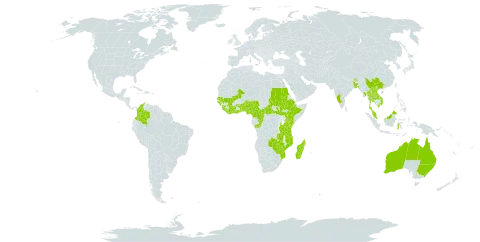 Canscora diffusa world distribution map, present in Australia, Benin, Burkina Faso, Bangladesh, Bhutan, Central African Republic, China, Côte d'Ivoire, Cameroon, Congo, Colombia, Ethiopia, Ghana, Guinea, Guinea-Bissau, Indonesia, India, Kenya, Lao People's Democratic Republic, Liberia, Sri Lanka, Madagascar, Mali, Myanmar, Mozambique, Malawi, Malaysia, Nigeria, Nepal, Philippines, Sudan, Senegal, Sierra Leone, South Sudan, Togo, Thailand, Tanzania, United Republic of, Uganda, Viet Nam, Zambia, and Zimbabwe