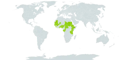 Caperonia serrata world distribution map, present in Benin, Burkina Faso, Central African Republic, Congo, Ethiopia, Gabon, Ghana, Guinea, Gambia, Guinea-Bissau, Kenya, Mali, Mauritania, Nigeria, Sudan, Senegal, Sierra Leone, Chad, Togo, Tanzania, United Republic of, and Uganda