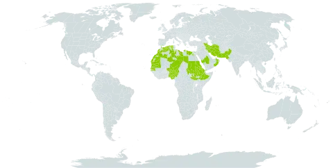 Capparis decidua world distribution map, present in Anguilla, Bahrain, Algeria, Egypt, Eritrea, Ethiopia, India, Iran (Islamic Republic of), Israel, Libya, Sri Lanka, Morocco, Mauritania, Niger, Nigeria, Oman, Pakistan, Saudi Arabia, Sudan, Senegal, South Sudan, Chad, and Yemen