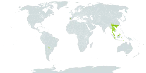 Capparis micracantha world distribution map, present in Argentina, Central African Republic, China, Spain, Indonesia, India, Cambodia, Lao People's Democratic Republic, Myanmar, Malaysia, Philippines, Thailand, and Timor-Leste