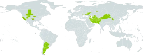 Caragana halodendron world distribution map, present in Afghanistan, Argentina, Armenia, Azerbaijan, Canada, China, Iran (Islamic Republic of), Kazakhstan, Kyrgyzstan, Moldova (Republic of), Mongolia, Pakistan, Russian Federation, Tajikistan, Turkmenistan, Ukraine, United States of America, and Uzbekistan