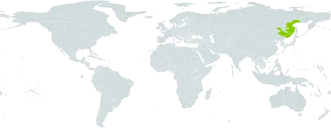 Caragana ussuriensis world distribution map, present in China and Russian Federation