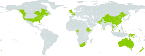 Cardamine hirsuta world distribution map, present in Australia, Canada, China, Cameroon, Ethiopia, France, United Kingdom of Great Britain and Northern Ireland, Indonesia, India, Iceland, Malaysia, New Zealand, Pakistan, Philippines, Papua New Guinea, Singapore, Thailand, United States of America, and South Africa