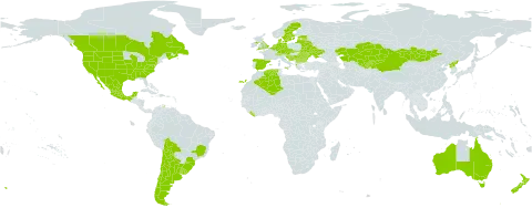 Carduus nutans subsp. nutans world distribution map, present in Andorra, Argentina, Australia, Austria, Belgium, Bulgaria, Bosnia and Herzegovina, Belarus, Bolivia (Plurinational State of), Brazil, Canada, Switzerland, Chile, China, Czech Republic, Germany, Denmark, Algeria, Spain, Estonia, France, United Kingdom of Great Britain and Northern Ireland, Greece, Croatia, Italy, Kazakhstan, Kyrgyzstan, Liberia, Lithuania, Latvia, Moldova (Republic of), Mexico, North Macedonia, Mongolia, Netherlands, New Zealand, Korea (Democratic People's Republic of), Romania, Russian Federation, Serbia, Slovakia, Slovenia, Sweden, Tajikistan, Ukraine, Uruguay, United States of America, and Uzbekistan
