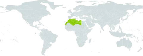 Carduus spachianus subsp. spachianus world distribution map, present in Algeria, Libya, Morocco, and Tunisia