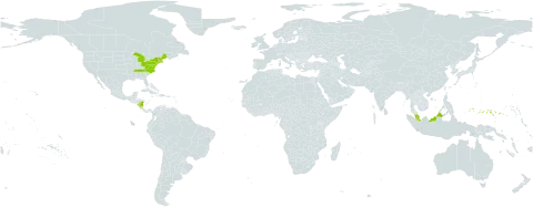 Carex argyrantha world distribution map, present in Micronesia (Federated States of), Malaysia, Nicaragua, and United States of America