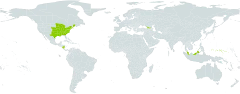 Carex bushii world distribution map, present in Åland Islands, Micronesia (Federated States of), Georgia, Malaysia, Nicaragua, and United States of America