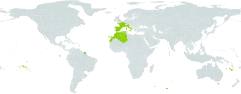 Carex depressa subsp. basilaris world distribution map, present in Algeria, Spain, France, Italy, and Morocco