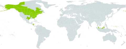 Carex eburnea world distribution map, present in Åland Islands, Canada, Micronesia (Federated States of), Malaysia, Nicaragua, and United States of America