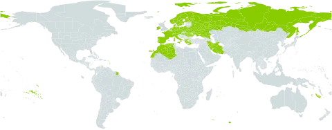 Carex elata subsp. elata world distribution map, present in Austria, Belarus, Switzerland, Czech Republic, Germany, Denmark, Algeria, Spain, Finland, France, Greece, Hungary, Ireland, Iran (Islamic Republic of), Italy, Morocco, Netherlands, Norway, Poland, Portugal, Romania, Russian Federation, Sweden, Turks and Caicos Islands, and Ukraine