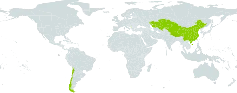 Carex enervis world distribution map, present in Chile, China, Kazakhstan, Kyrgyzstan, Montenegro, and Uzbekistan