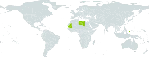 Carex enokii world distribution map, present in Libya, Mauritania, Palau, and Turks and Caicos Islands