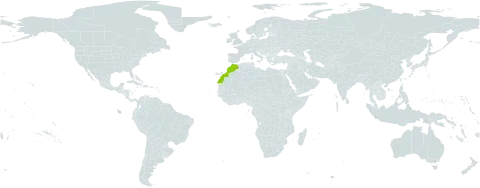 Carex fissirostris world distribution map, present in Morocco