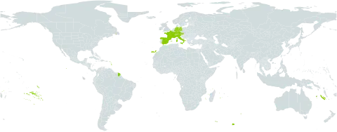 Carex frigida world distribution map, present in Austria, Switzerland, Germany, Spain, France, and Italy