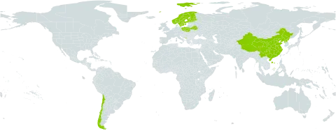 Carex globularis world distribution map, present in Belarus, Chile, China, Finland, Montenegro, Norway, Poland, Korea (Democratic People's Republic of), and Sweden
