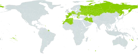 Carex hordeistichos world distribution map, present in Austria, Bulgaria, Czech Republic, Germany, Algeria, Spain, France, Greece, Hungary, Iran (Islamic Republic of), Iraq, Kazakhstan, Morocco, Romania, Russian Federation, Turks and Caicos Islands, Tunisia, and Ukraine