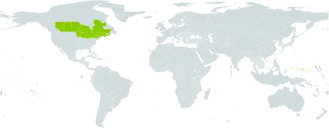 Carex houghtoniana world distribution map, present in Canada, Micronesia (Federated States of), and United States of America