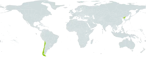 Carex humbertiana world distribution map, present in Chile and Korea (Democratic People's Republic of)