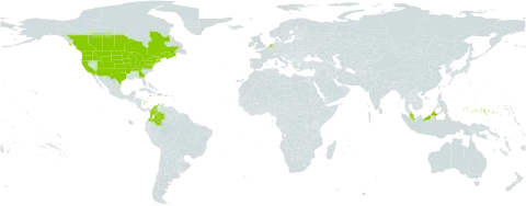 Carex hystericina world distribution map, present in Canada, Colombia, Dominica, Micronesia (Federated States of), Jamaica, Malaysia, Netherlands, and United States of America