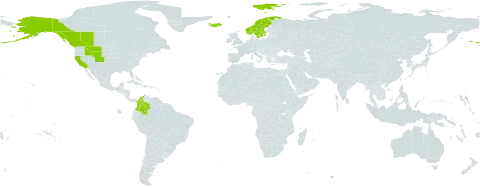 Carex incurviformis world distribution map, present in Canada, Colombia, Iceland, Norway, Svalbard and Jan Mayen, Sweden, and United States of America