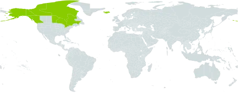 Carex krausei world distribution map, present in Canada, Iceland, Svalbard and Jan Mayen, and United States of America