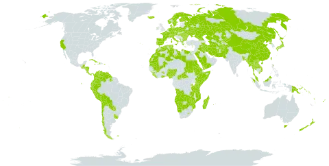 Carex world distribution map, present in Afghanistan, Angola, Åland Islands, Albania, Andorra, Argentina, Australia, Austria, Burkina Faso, Bangladesh, Bulgaria, Belarus, Belize, Bermuda, Bolivia (Plurinational State of), Botswana, Central African Republic, Switzerland, Chile, China, Cook Islands, Colombia, Comoros, Costa Rica, Cuba, Cyprus, Czech Republic, Germany, Dominica, Denmark, Algeria, Ecuador, Egypt, Eritrea, Spain, Ethiopia, Finland, Fiji, Falkland Islands (Malvinas), France, Micronesia (Federated States of), Georgia, Ghana, Guinea, Greece, Guatemala, Guyana, Honduras, Haiti, Hungary, Indonesia, Ireland, Iran (Islamic Republic of), Iraq, Iceland, Italy, Jamaica, Japan, Kazakhstan, Kenya, Kyrgyzstan, Lao People's Democratic Republic, Liberia, Libya, Sri Lanka, Lesotho, Morocco, Moldova (Republic of), Madagascar, Mali, Myanmar, Montenegro, Mozambique, Mauritania, Mauritius, Malaysia, Namibia, Norfolk Island, Nigeria, Nicaragua, Netherlands, Norway, Nepal, New Zealand, Pakistan, Panama, Peru, Philippines, Palau, Papua New Guinea, Poland, Puerto Rico, Korea (Democratic People's Republic of), Portugal, Paraguay, Réunion, Romania, Russian Federation, Rwanda, Saudi Arabia, Sudan, Singapore, Svalbard and Jan Mayen, Solomon Islands, Sierra Leone, Somalia, Sweden, eSwatini, Turks and Caicos Islands, Thailand, Turkmenistan, Tunisia, Taiwan, Province of China, Tanzania, United Republic of, Uganda, Ukraine, Uruguay, United States of America, Uzbekistan, Venezuela (Bolivarian Republic of), Viet Nam, Vanuatu, Samoa, Yemen, Zambia, and Zimbabwe