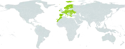 Carex lepidocarpa world distribution map, present in Albania, Austria, Bulgaria, Belarus, Switzerland, Czech Republic, Germany, Denmark, Spain, Finland, France, Greece, Hungary, Ireland, Italy, Morocco, Netherlands, Norway, Poland, Portugal, Romania, Sweden, and Ukraine