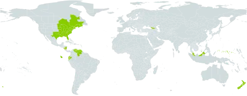 Carex lurida world distribution map, present in Åland Islands, Canada, Dominica, Ecuador, Micronesia (Federated States of), Georgia, Malaysia, Nicaragua, New Zealand, United States of America, and Venezuela (Bolivarian Republic of)