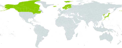 Carex mackenziei world distribution map, present in Canada, Finland, Iceland, Japan, Norway, Korea (Democratic People's Republic of), Sweden, and United States of America