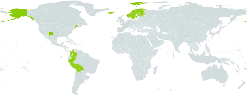 Carex macloviana d'urv. world distribution map, present in Bolivia (Plurinational State of), Colombia, Finland, Falkland Islands (Malvinas), Iceland, Norway, Peru, Sweden, and United States of America